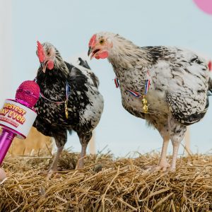 A microphone pointed at two hens, each wearing a ribbon with a medal around their neck. This is an episode of "My Bestest Day Ever"